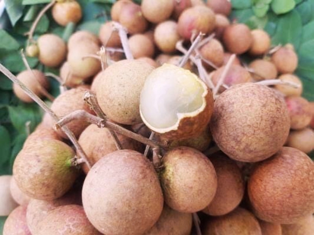 ba-ria-vung-tau-nuc-tieng-nhan-xuong-com-vang-loc-an-12-.2851