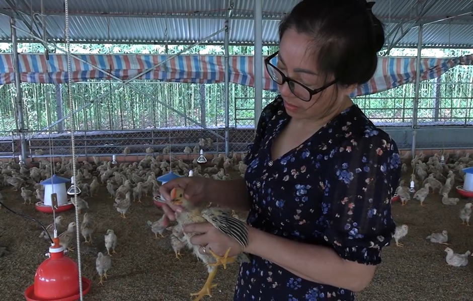 GÀ TRỐNG THIẾN HƯƠNG HỒ 1