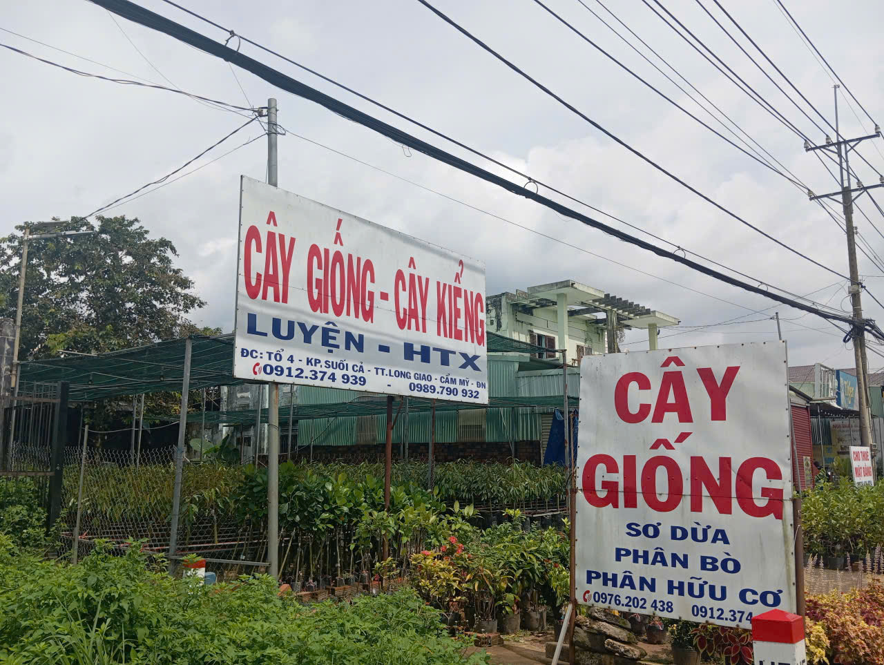 Luyện. cây giống LG