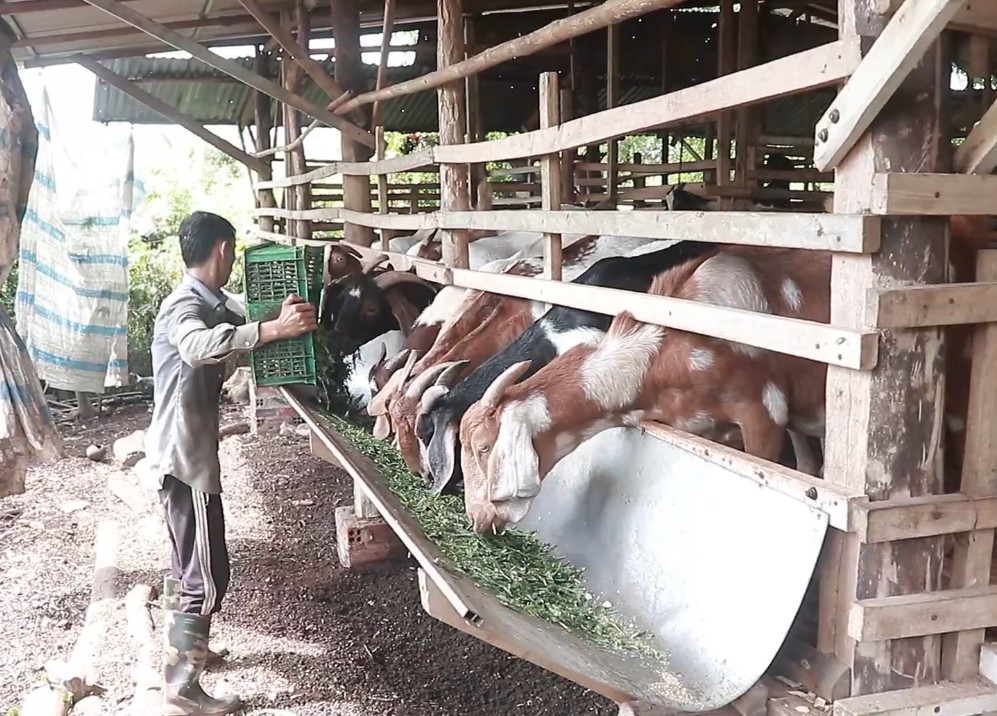 Sản phẩm nông nghiệp chủ lực trên địa bàn xã Cẩm Mỹ giai đoạn 2026 - 2030: Dê