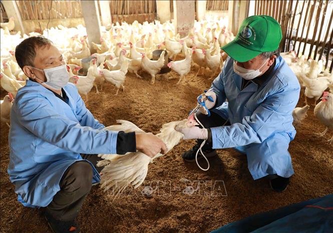 Kế hoạch tiêm phòng các bệnh cho gia súc, gia cầm đợt 2 năm 2026