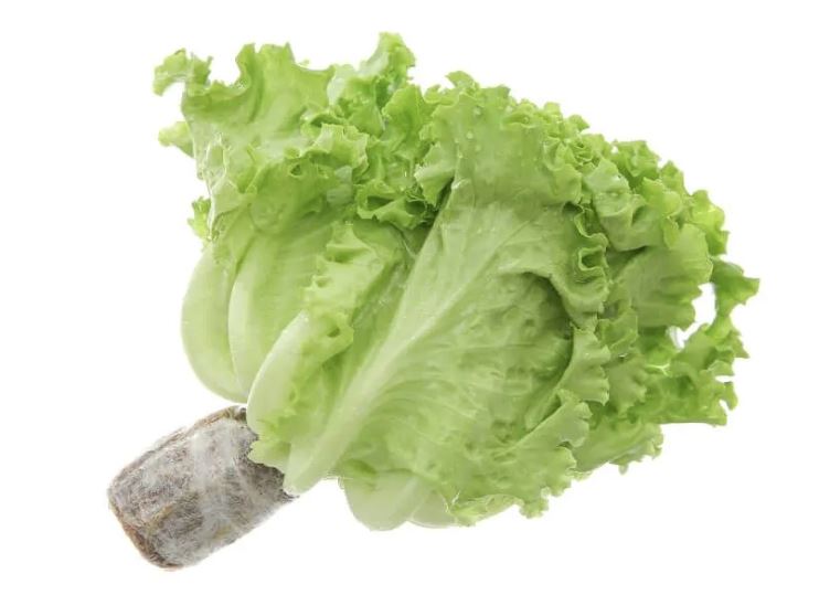 xa lach vietgap