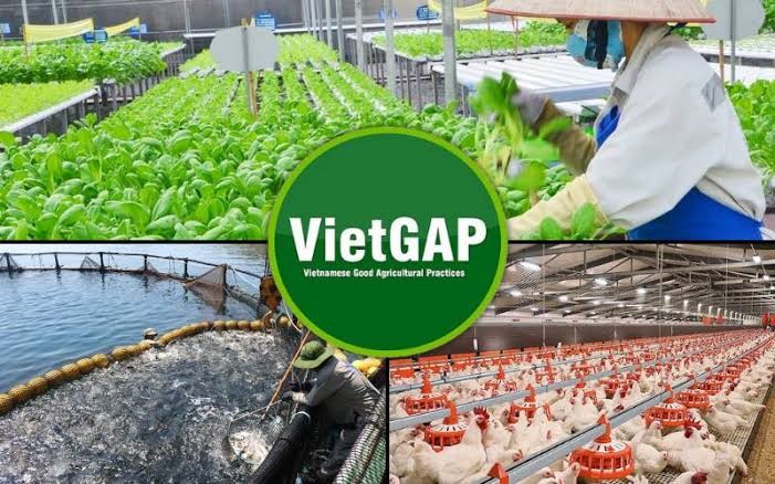 Quy trình Sản xuất VietGAP